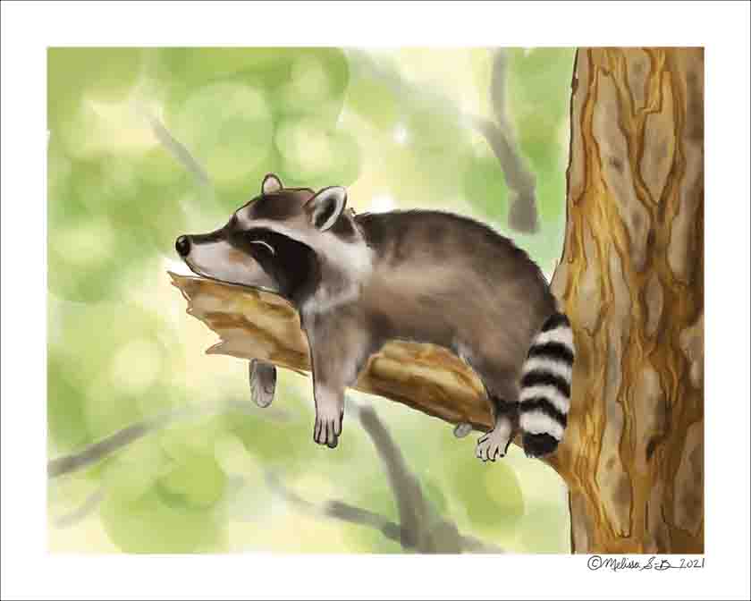 A fine art print featuring a cute raccoon napping on a tree branch.