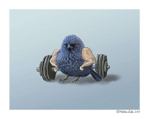 A fine art print featuring a blue bird with buff arms standing in front of a barbell & weights